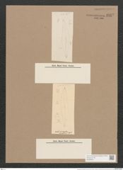 Pleurosigma rhomboides Cleve (de-Toni-Nr.: Genus 13, Species 1048) Zeichnungen Sammlung Grunow Nr. 1887 (NHMW-BOT-W0369001)